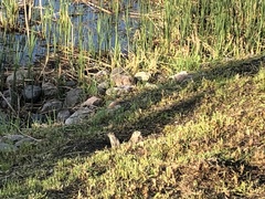 Urocitellus richardsonii