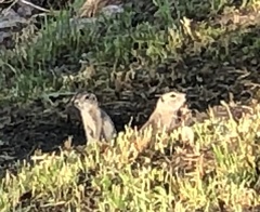 Urocitellus richardsonii