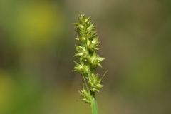 Carex conjuncta