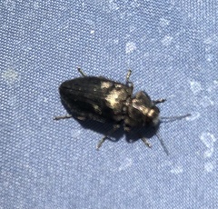 Phaenops