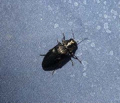 Phaenops