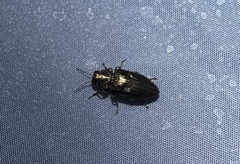 Phaenops