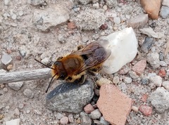 Megachile maritima