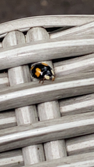 Harmonia axyridis