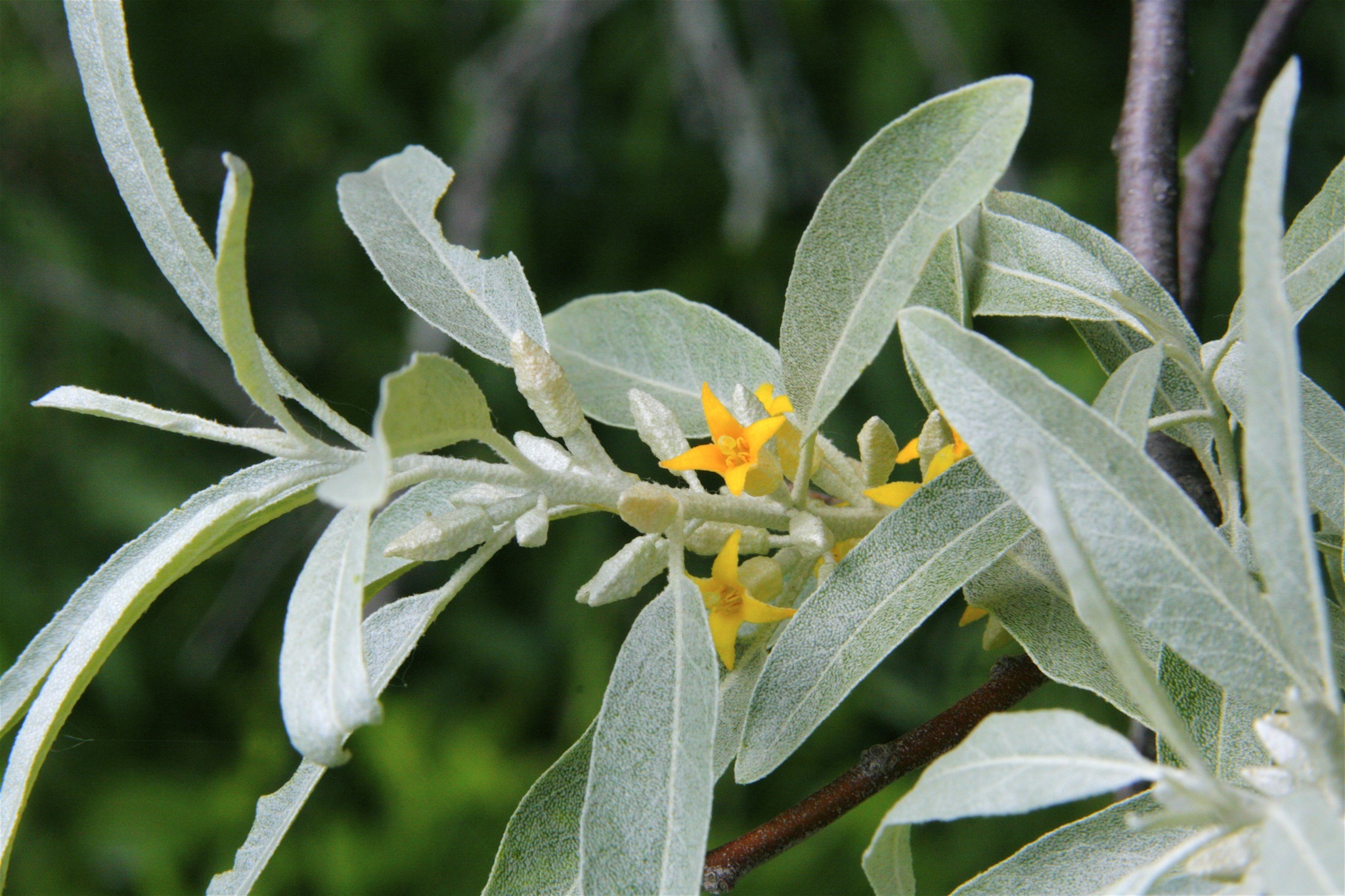 Elaeagnaceae