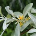 Elaeagnaceae - Photo (c) Dan Mullen, alguns direitos reservados (CC BY-NC-ND)