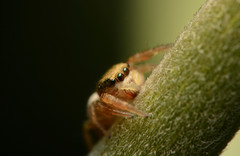 Pelegrina pervaga