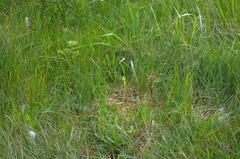 Platanthera tipuloides behringiana