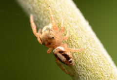 Pelegrina pervaga