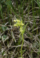 Platanthera tipuloides behringiana