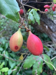 Paullinia sessiliflora