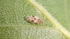 Monosteira unicostata