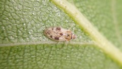 Monosteira unicostata