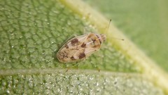 Monosteira unicostata