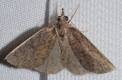 Authaemon stenonipha