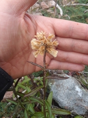 Pterocaulon angustifolium