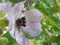 Microbotryum saponariae