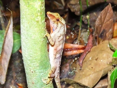 Anolis johnmeyeri