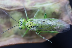 Rhogogaster punctulata