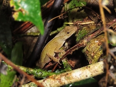 Anolis johnmeyeri