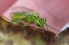 Rhogogaster punctulata