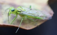Rhogogaster punctulata