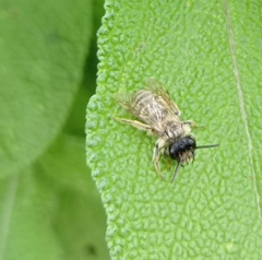 Megachile ericetorum