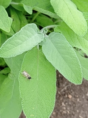 Megachile ericetorum