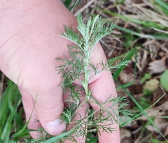 Artemisia pontica