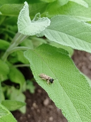 Megachile ericetorum