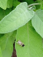 Megachile ericetorum