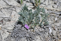 Astragalus tridactylicus