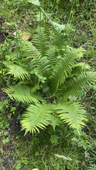 Matteuccia struthiopteris