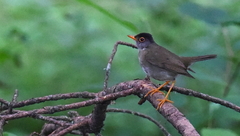 Catharus mexicanus