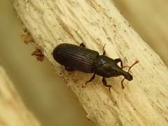 Cossonus cylindricus