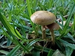 Fungi