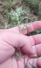 Artemisia pontica