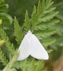 Lithostege farinata