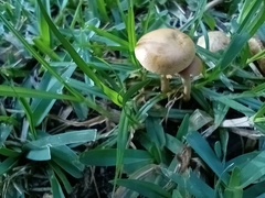 Fungi