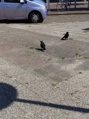 Corvus monedula