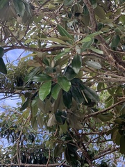 Capparis cynophallophora