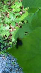 Pyromorpha dimidiata