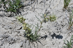 Ipomopsis spicata