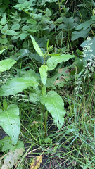 Rumex obtusifolius