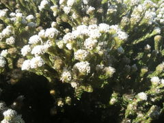 Phylica strigosa elongata