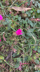 Portulaca
