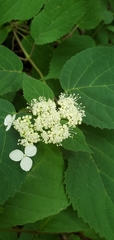 Hydrangea cinerea
