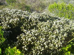 Phylica strigosa elongata