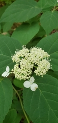 Hydrangea cinerea