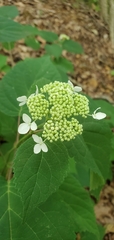 Hydrangea cinerea